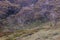 Snowy Mountains Brumbies View near Thredbo in Australia