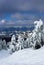 Snowy mountains and pine trees