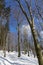 Snowy north Bohemia wooded Landscape, Jizerske Mountains, Czech Republic