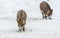 Snowy nose baby boars looking for food in the cold winter