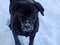 Snowy nose of a Black Lab