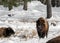 Snowy-Nose Buffalo Standing Straight Under the Sun