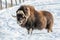 Snowy Nose Muskox