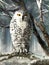 Snowy Owl