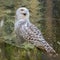 Snowy owl