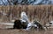 Snowy Owl