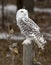 Snowy Owl