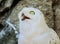 Snowy owl