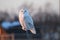 Snowy Owl