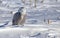 Snowy Owl