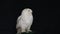 Snowy owl