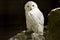 Snowy owl