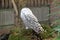 Snowy Owl at Banham Zoo