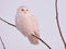 Snowy Owl on a Bare Winters Branch