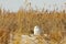 Snowy Owl on Beach surrounded by Reeds , Sky