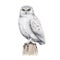 Snowy owl bird watercolor illustration. Hand drawn realistic white owl on the stump element. Wildlife northern avian