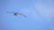Snowy Owl -Bubo scandiaca - soaring on light blue winter sky