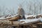 Snowy Owl - Bubo scandiacus