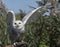 Snowy owl Bubo scandiacus