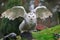 Snowy Owl (Bubo scandiacus)