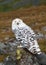 Snowy Owl (Bubo scandiacus)