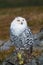 Snowy Owl (Bubo scandiacus)