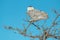 Snowy Owl - Bubo scandiacus