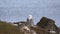 The Snowy owl Bubo scandiacus