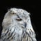 Snowy Owl - Bubo scandiacus