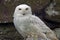 Snowy Owl (bubo scandiacus)