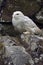 Snowy Owl (bubo scandiacus)