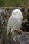 Snowy Owl (bubo scandiacus)