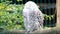 Snowy Owl, bubo scandiacus