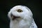 Snowy owl (Bubo scandiacus).