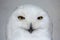 Snowy owl (Bubo scandiacus).