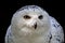 Snowy Owl (Bubo scandiacus) Arctic Owl