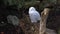 Snowy owl, Bubo scandiacus, bird of the Strigidae family