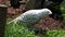 Snowy owl, Bubo scandiacus, bird of the Strigidae family.