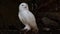 Snowy owl, Bubo scandiacus, bird of the Strigidae family.