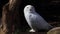 Snowy owl, Bubo scandiacus, bird of the Strigidae family.