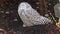 Snowy owl, Bubo scandiacus, bird of the Strigidae family. With a yellow eye