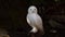 Snowy owl, Bubo scandiacus, bird of the Strigidae family. With a yellow eye