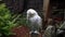 Snowy owl, Bubo scandiacus, bird of the Strigidae family. With a yellow eye