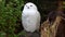 Snowy owl, Bubo scandiacus, bird of the Strigidae family. With a yellow eye