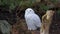 Snowy owl, Bubo scandiacus, bird of the Strigidae family. With a yellow eye