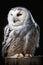 Snowy Owl (Bubo scandiacus) on a black background