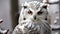 Snowy Owl (Bubo scandiacus) in captivity