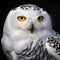 Snowy Owl - Bubo scandiacus - close up AI generated animal ai