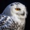 Snowy Owl - Bubo scandiacus - close up Generative AI animal ai