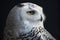 Snowy Owl, Bubo scandiacus, close-up portrait AI Generated animal ai